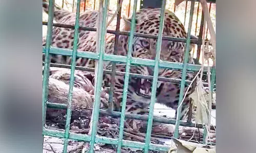 കൂടരഞ്ഞിയിലെ പുലി കൂട്ടിലായി