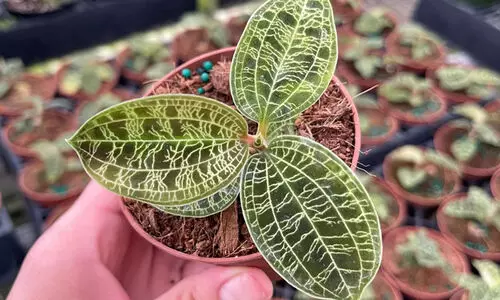 jewel orchid 9098789