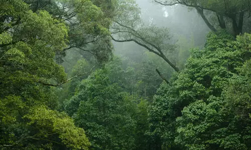 സർക്കാർ നടപടിയിൽ ദുരൂഹത;  നിർദിഷ്ട സംരക്ഷിത വനം മൂന്നാർ ടൗൺ ചുറ്റി