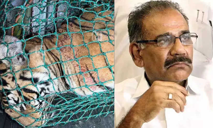 കടുവ സാന്നിധ്യം സംശയിക്കുന്ന വയനാട്ടിലെ മറ്റു പ്രദേശങ്ങളിൽ പരിശോധന തുടരുമെന്ന് എ.കെ. ശശീന്ദ്രൻ