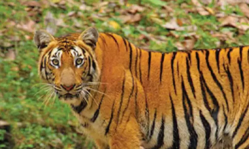 കടുവയുടെ വയറ്റിൽ കൊല്ലപ്പെട്ട രാധയുടെ വസ്ത്രം, കമ്മൽ, മുടി...