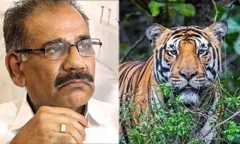 കടുവകളുടെ സാന്നിധ്യം: വയനാട്ടിൽ തെരച്ചില്‍ തുടരും, 1000 കാമറകള്‍ സ്ഥാപിക്കും