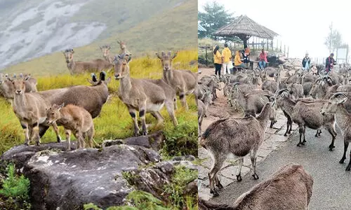 ഇരവികുളം ദേശീയോദ്യാനം ഫെബ്രുവരി ഒന്നു മുതൽ മാർച്ച് 31 വരെ അടച്ചിടാൻ ഉത്തരവ്