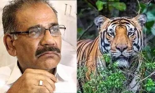 കടുവകളുടെ സാന്നിധ്യം: വയനാട്ടിൽ തെരച്ചില്‍ തുടരും, 1000 കാമറകള്‍ സ്ഥാപിക്കും