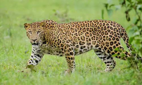 കാ​വേ​രി​ക്കു​ള​ത്ത് പു​ലി​യെ ക​ണ്ട​താ​യി നാ​ട്ടു​കാ​ർ