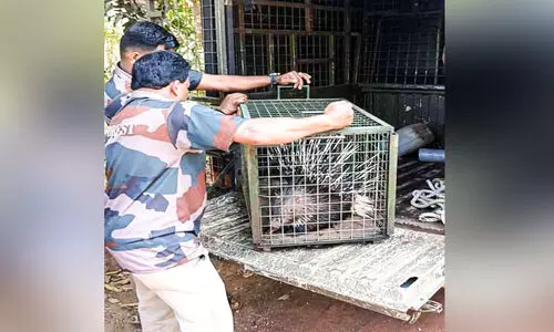 കിണറ്റിൽ വീണ മുള്ളൻപന്നിയെ വനംവകുപ്പ് രക്ഷിച്ചു കിണറ്റിൽ വീണ മുള്ളൻപന്നിയെ വനംവകുപ്പ് രക്ഷിച്ചു