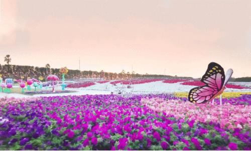 യാംബുവിൽ ഇനി മനസ്സ് നിറയും വർണക്കാഴ്ച യാംബുവിൽ ഇനി മനസ്സ് നിറയും വർണക്കാഴ്ച