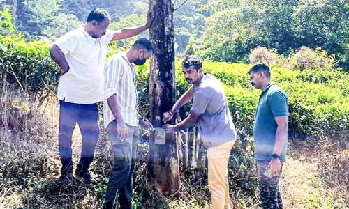 തേയിലത്തോട്ടത്തിൽ പുലി; ആടിനെ കൊന്നു