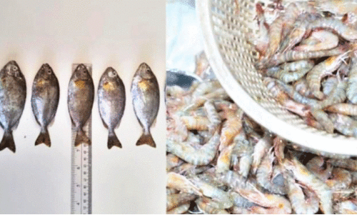 ബ​ഹ്റൈ​നി​ൽ വ​ലു​പ്പം കു​റ​ഞ്ഞ മ​ത്സ്യ​ങ്ങ​ൾ പി​ടി​ക്കു​ന്ന​തി​ന് വി​ല​ക്ക്