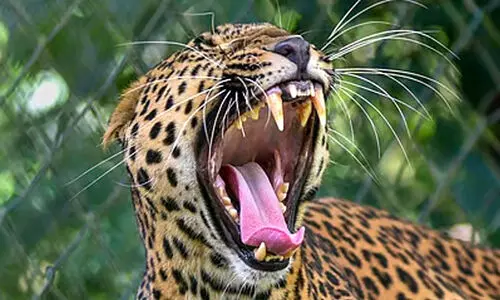 Leopard North Karnataka