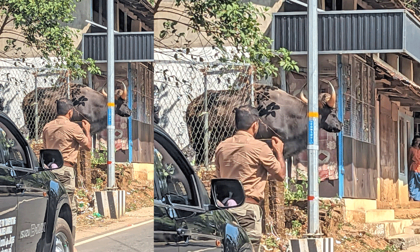 ത​രി​യോ​ടും പൊ​ഴു​ത​ന​യി​ലും കാ​ട്ടു​പോ​ത്ത്; ജ​നം ഭീ​തി​യി​ൽ