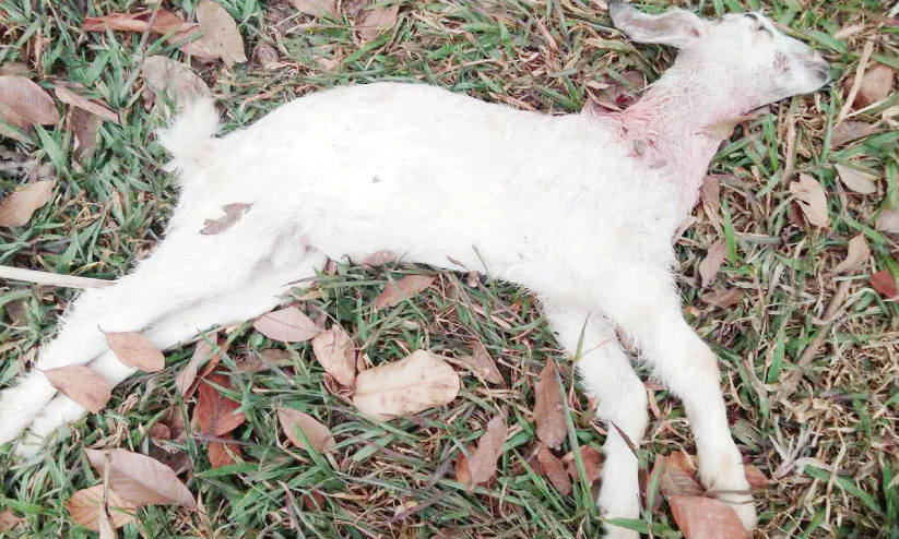 ചിതറയിൽ തെരുവുനായ് ശല്യം രൂക്ഷം, വളർത്തു മൃഗത്തെ കടിച്ചുകൊന്നു ചിതറയിൽ തെരുവുനായ് ശല്യം രൂക്ഷം, വളർത്തു മൃഗത്തെ കടിച്ചുകൊന്നു