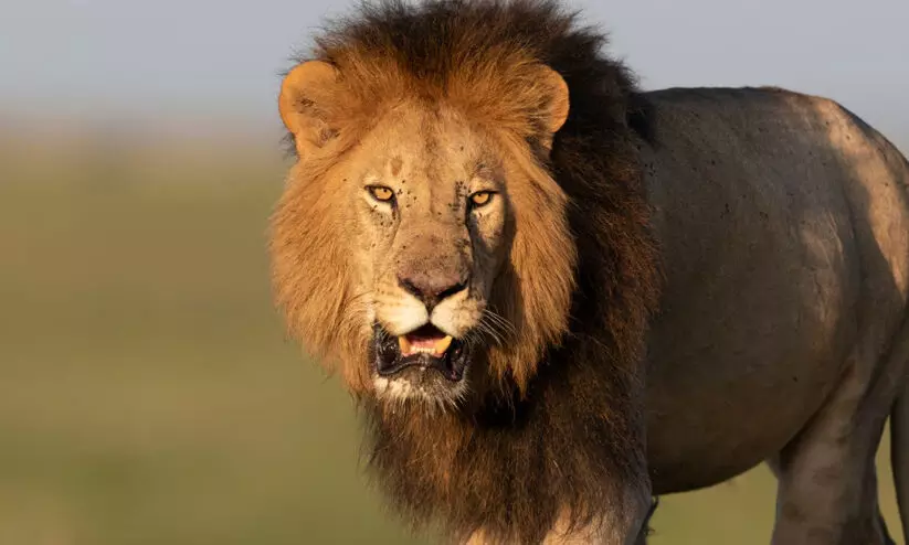 ഖത്തറിൽ സിംഹത്തിൻെറ ആക്രമണത്തിൽ 17കാരന്​ ഗുരുതര പരിക്ക്​