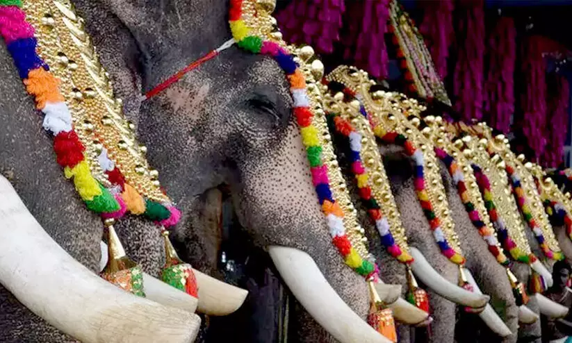 ആനയെഴുന്നള്ളിപ്പ്: ഏകീകൃത മാനദണ്ഡം പരിഗണിക്കണമെന്ന് ഹൈകോടതി ആനയെഴുന്നള്ളിപ്പ്: ഏകീകൃത മാനദണ്ഡം പരിഗണിക്കണമെന്ന് ഹൈകോടതി