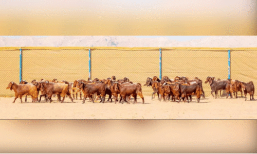 അ​ൽ വു​സ്ത ക​ന്നു​കാ​ലി ഫാ​മി​ൽ ആ​ദ്യ ബാ​ച്ച്​ ആ​ടു​ക​ൾ എ​ത്തി