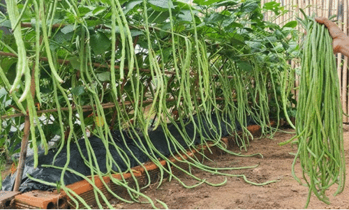 long beans long beans