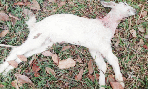 ചിതറയിൽ തെരുവുനായ് ശല്യം രൂക്ഷം, വളർത്തു മൃഗത്തെ കടിച്ചുകൊന്നു ചിതറയിൽ തെരുവുനായ് ശല്യം രൂക്ഷം, വളർത്തു മൃഗത്തെ കടിച്ചുകൊന്നു