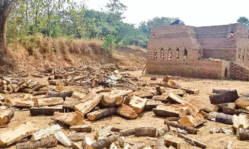 ഇ​ഷ്ടി​ക​ക്ക​ള​ങ്ങ​ൾ​ക്കാ​യി ക​രി​മ്പ​ന​ക​ൾ വ്യാ​പ​ക​മാ​യി മു​റി​ക്കു​ന്നു