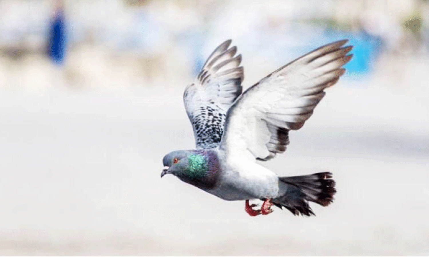 1500 പ​റ​വ​ക​ളു​ടെ 600 കി​ലോ​മീ​റ്റ​ർ പ​റ​ത്ത​ൽ മ​ത്സ​രം സം​ഘ​ടി​പ്പി​ച്ച് ബ​ഹ്റൈ​ൻ