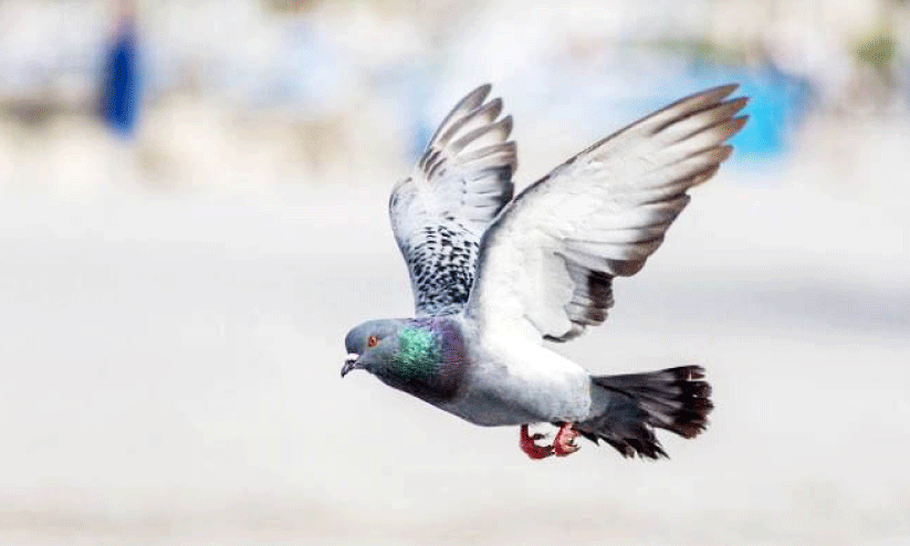 1500 പ​റ​വ​ക​ളു​ടെ 600 കി​ലോ​മീ​റ്റ​ർ പ​റ​ത്ത​ൽ മ​ത്സ​രം സം​ഘ​ടി​പ്പി​ച്ച് ബ​ഹ്റൈ​ൻ