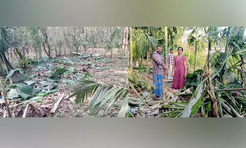ജ​ന​വാ​സ കേ​ന്ദ്ര​ങ്ങ​ള്‍ വി​ട്ടൊ​ഴി​യാ​തെ കാ​ട്ടാ​ന​ക​ള്‍; ജ​നം ഭീ​തി​യി​ല്‍