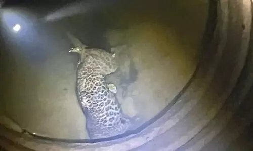 കാസര്‍കോട് അഡൂരില്‍ വീട്ടുവളപ്പിലെ കിണറ്റില്‍ പുലി ചത്തനിലയില്‍