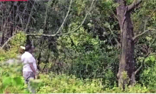 കാട്ടാനക്ക് ചക്ക കൊടുത്ത യാ​ത്ര​ക്കാ​ർ​ക്കെ​തി​രെ   വ​നം​വ​കു​പ്പ് അന്വേഷണം