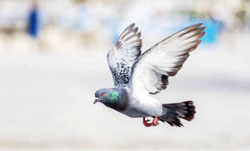 1500 പ​റ​വ​ക​ളു​ടെ 600 കി​ലോ​മീ​റ്റ​ർ പ​റ​ത്ത​ൽ മ​ത്സ​രം സം​ഘ​ടി​പ്പി​ച്ച് ബ​ഹ്റൈ​ൻ