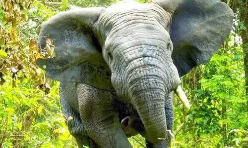 കാടിറങ്ങുന്ന മൃഗങ്ങളും   കാടു കയറുന്ന മനുഷ്യരും കാടിറങ്ങുന്ന മൃഗങ്ങളും   കാടു കയറുന്ന മനുഷ്യരും