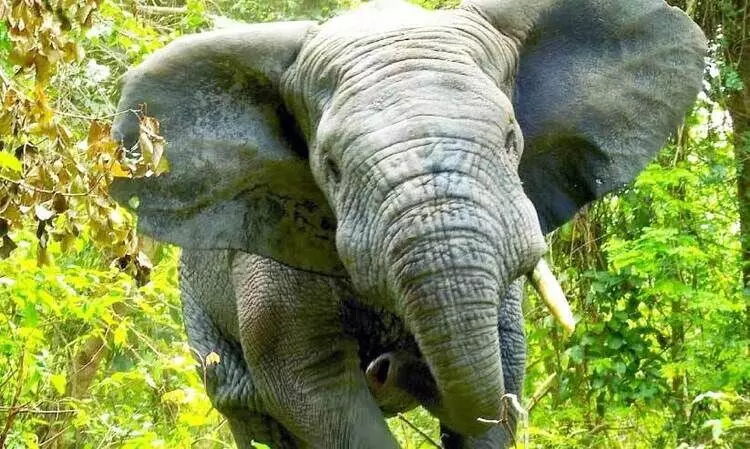 കാടിറങ്ങു​ന്ന മൃഗങ്ങളും   കാടു കയറുന്ന മനുഷ്യരും