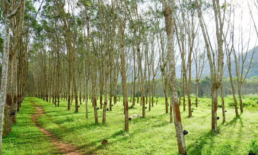 കേന്ദ്ര ബജറ്റിൽ കോട്ടയത്തിന്​ ​നിരാശ; റബറിന് കൈത്താങ്ങില്ല; അവഗണന തന്നെ