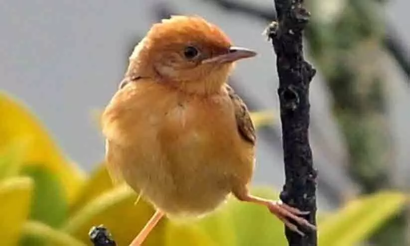 വീണ്ടും നെ​ൽ​പ്പൊ​ട്ട​ൻ; ക​ണ്ടെ​ത്തിയത് ഒ​രു നൂ​റ്റാ​ണ്ടി​നുശേ​ഷം ഇ​ടു​ക്കി​യിൽ