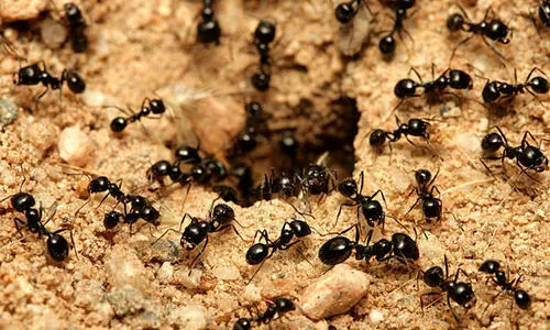 നമ്മുടെ ഉറുമ്പച്ചനും അവരുടെ ചപ്ഡയും