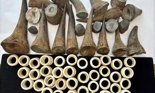 ദോഹ ഹമദ് വിമാനത്താവളത്തിൽ കൊമ്പ് വേട്ട