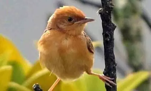 വീണ്ടും നെ​ൽ​പ്പൊ​ട്ട​ൻ; ക​ണ്ടെ​ത്തിയത് ഒ​രു നൂ​റ്റാ​ണ്ടി​നുശേ​ഷം ഇ​ടു​ക്കി​യിൽ