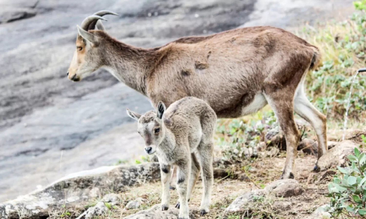 രാജമല അടച്ചു; വരയാടുകൾക്ക് സുരക്ഷിത പ്രജനനകാലം