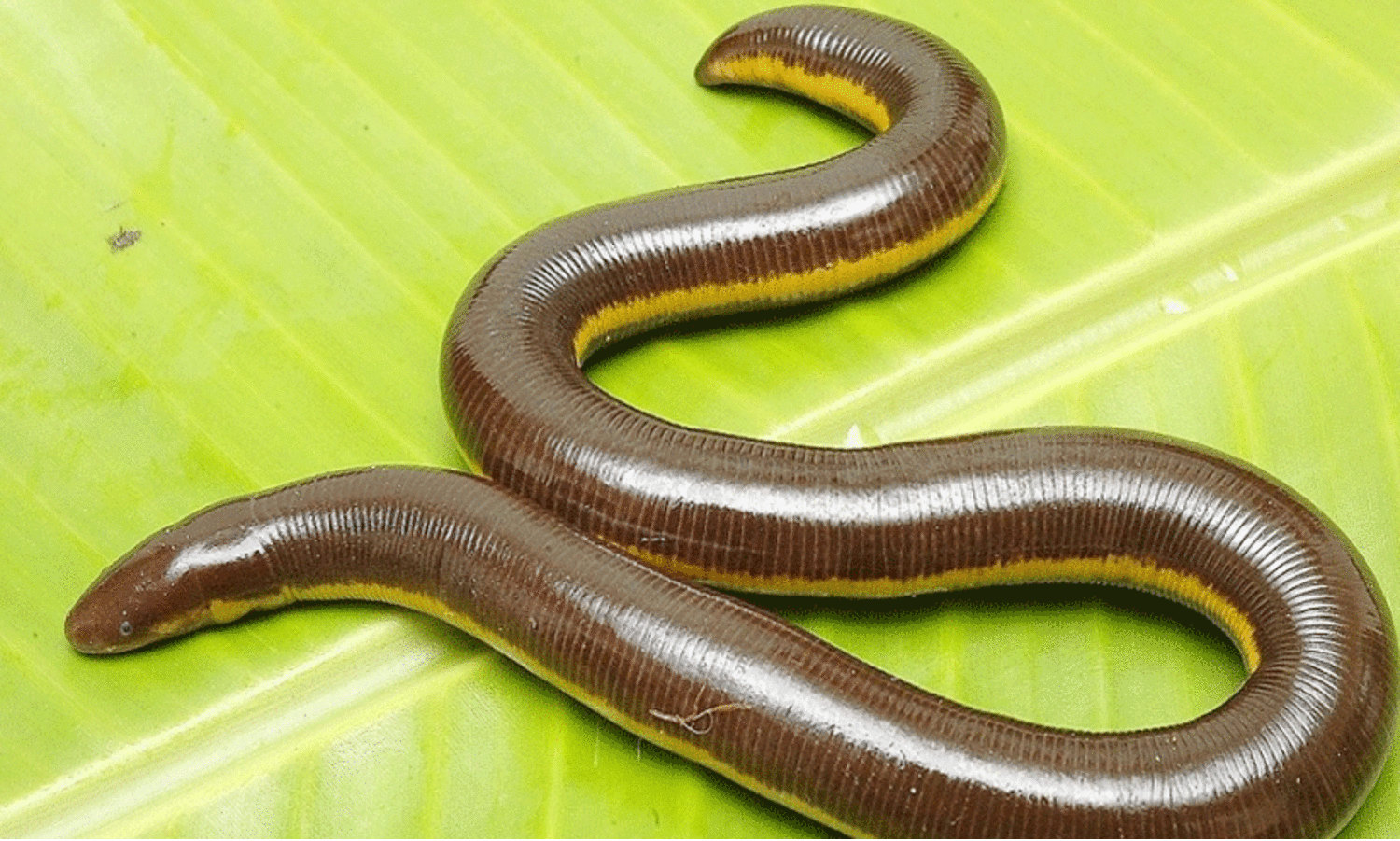 വിൽപനക്കായി കൊണ്ടുവന്നതെന്ന്​ സംശയം; ഇരുതലമൂരിയെ ചാക്കിലാക്കി റോഡരികിൽ ഉപേക്ഷിച്ച നിലയിൽ