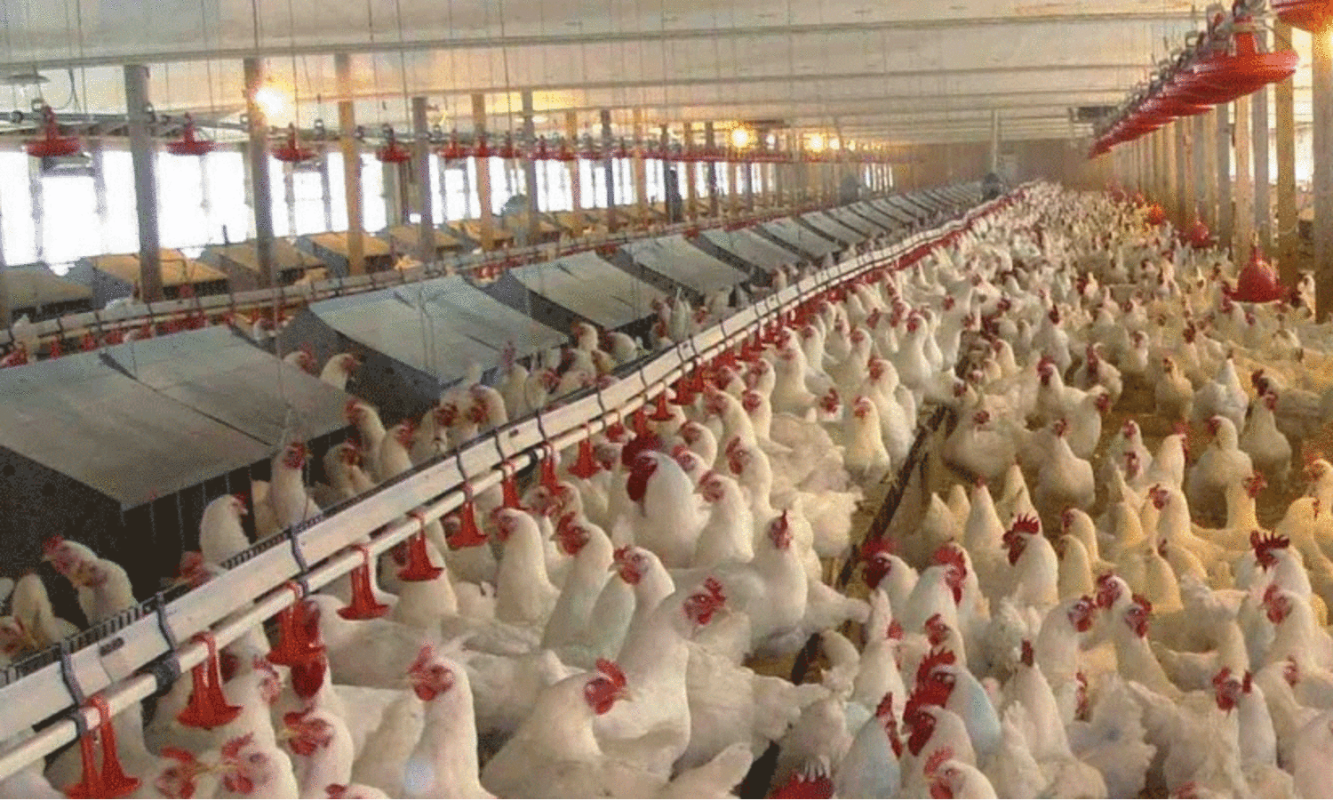 കിളിമാനൂരിൽ അനധികൃതകോഴിഫാമുകൾ വർധിക്കുന്നു