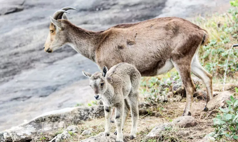 രാജമല അടച്ചു; വരയാടുകൾക്ക് സുരക്ഷിത പ്രജനനകാലം
