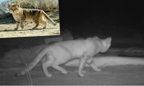 Arabian sand cat
