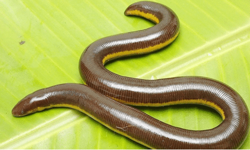 വിൽപനക്കായി കൊണ്ടുവന്നതെന്ന്​ സംശയം; ഇരുതലമൂരിയെ ചാക്കിലാക്കി റോഡരികിൽ ഉപേക്ഷിച്ച നിലയിൽ