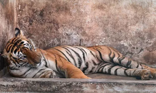 ക​ടു​വ ഭീ​തി ഒ​ഴി​യാ​തെ ആ​ന​പ്പാ​റ