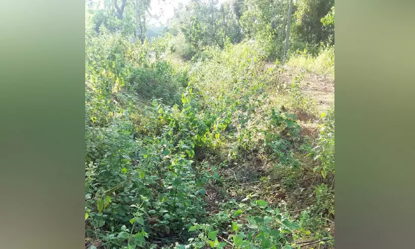 കല്ലട ജലസേചന പദ്ധതി; കനാലുകൾ വൃത്തിയാക്കാൻ നടപടിയായില്ല