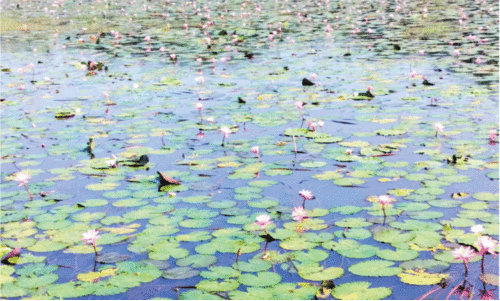 കോൾമേഖലയിൽ കാഴ്ചക്ക് ഭംഗിയേകി പൂത്തുലഞ്ഞ് ആമ്പൽ പാടം