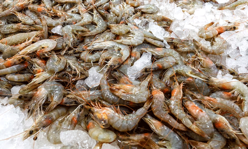 അനധികൃതമായി പിടിച്ച 55 കിലോ ചെമ്മീനുമായി മൂന്ന് മത്സ്യത്തൊഴിലാളികൾ പിടിയിൽ അനധികൃതമായി പിടിച്ച 55 കിലോ ചെമ്മീനുമായി മൂന്ന് മത്സ്യത്തൊഴിലാളികൾ പിടിയിൽ