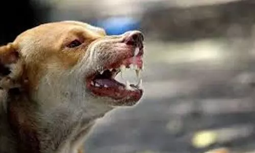 വീടിനു പുറത്താണോ? ഏതു നിമിഷവും കടിയേൽക്കാം വീടിനു പുറത്താണോ? ഏതു നിമിഷവും കടിയേൽക്കാം