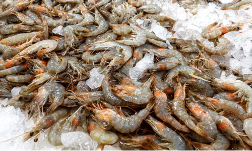 അനധികൃതമായി പിടിച്ച 55 കിലോ ചെമ്മീനുമായി മൂന്ന് മത്സ്യത്തൊഴിലാളികൾ പിടിയിൽ