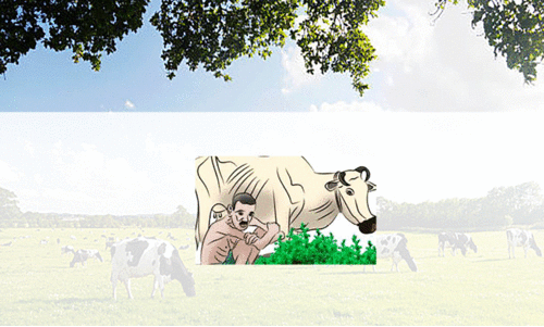 ക്ഷീരകർഷകർ പ്രതിസന്ധിയിൽ: ചെറുകിടക്കാർ രംഗം വിടുന്നു