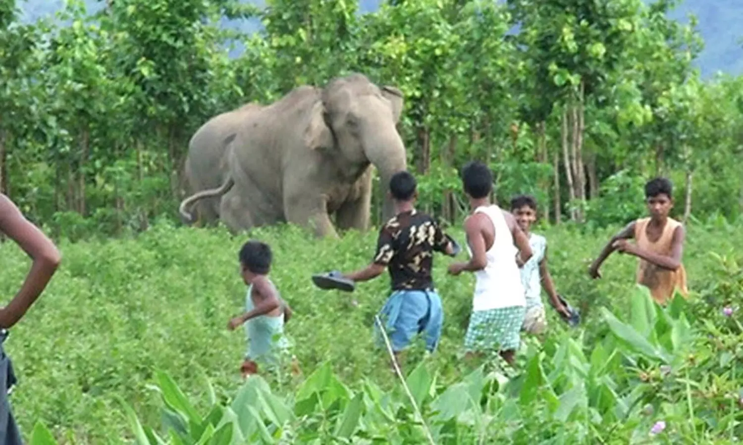 തമിഴ്നാട്ടിൽ മനുഷ്യ-വന്യജീവി സംഘർഷത്തിൽ ആകെ കൊല്ലപ്പെട്ടത് 80 പേർ; അഞ്ച് വർഷത്തിനിടയിലെ ഏറ്റവും ഉയർന്ന നിരക്ക്