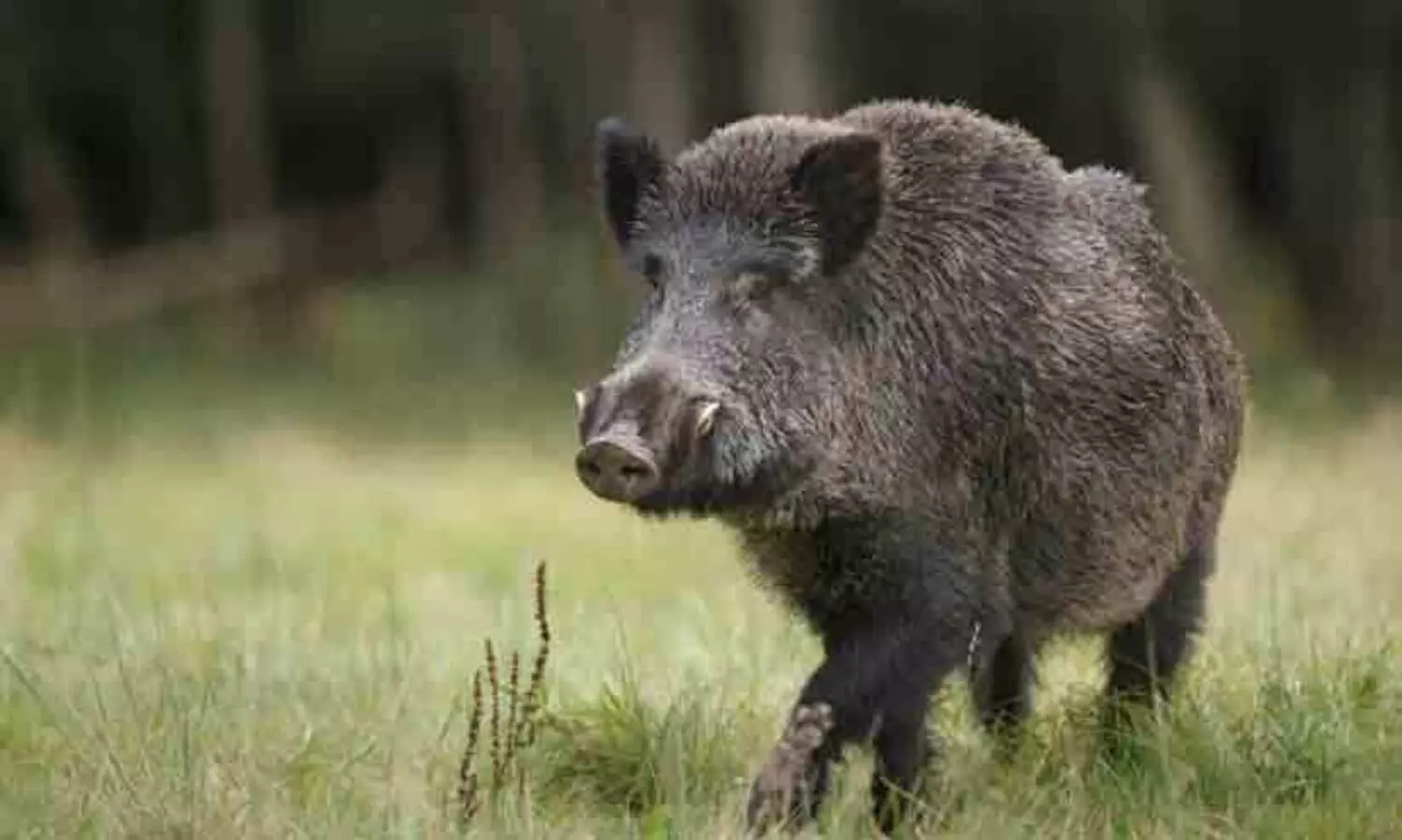 wild boar